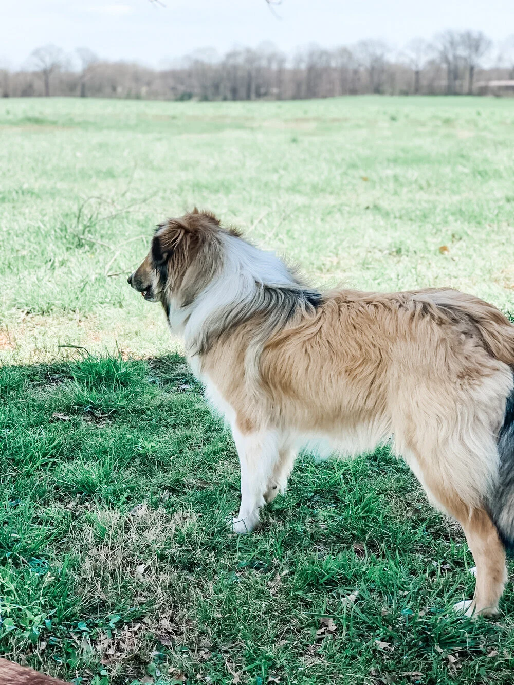 About Our MapleWood Scotch Collies — MapleWood Farm